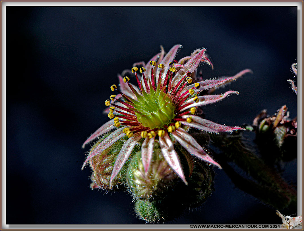 Joubarbes des montagnes